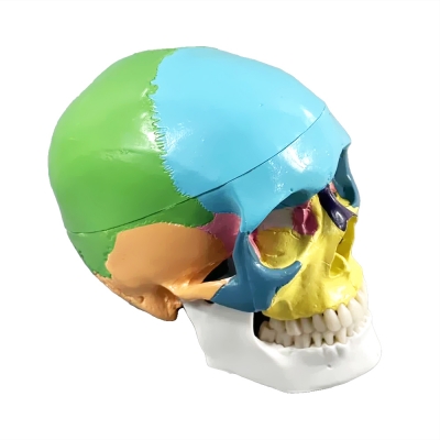 Цветная разборная модель человеческого черепа Corpo Cranium-3
